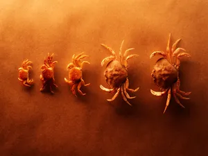 千年生物 第一辑_10