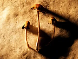 千年生物 第一辑_16