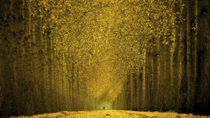 唯美道路风光壁纸_5