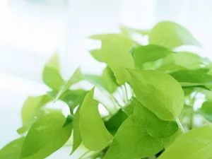 室内花饰 第五辑_6
