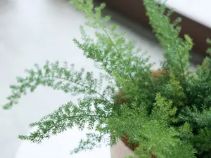 室内花饰 第四辑_14