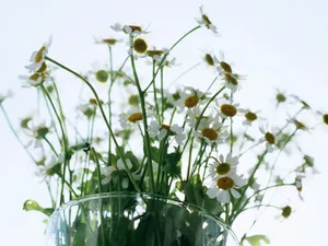 室内花饰 第二辑_6