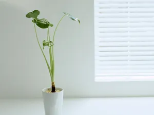室内花饰 第二辑_8