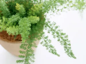 室内花饰 第一辑_3