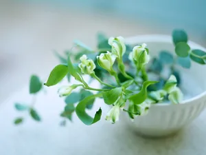 室内花饰 第一辑_12