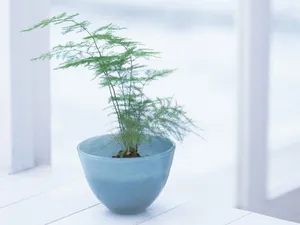 室内静物 第五辑_14