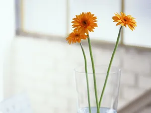 室内静物 第四辑_5