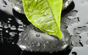 超大SPA特写 第一辑_4