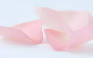 微距静物特写 第二辑