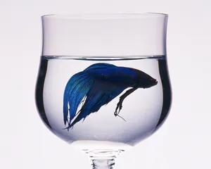 玻璃杯 第一辑_1
