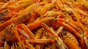 美食大虾图片_7