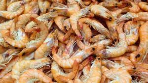 美食大虾图片_14