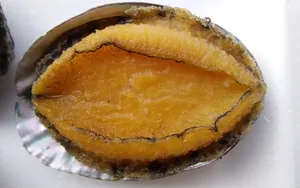 美味鲍鱼图片_5