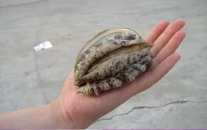美味鲍鱼图片_13