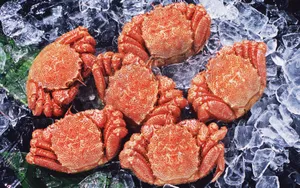 河蟹,毛蟹,大闸蟹,螃蟹食材图片_7