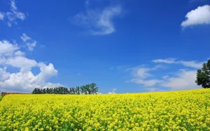 win7系统自带壁纸_5