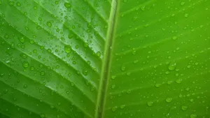 Linux Mint 15 Olivia_7