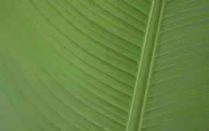 Linux Mint 15 Olivia_10