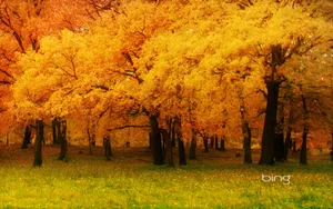 Windows 7 Bing官方精美风景桌面壁纸_4