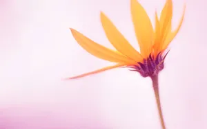 win8RTM高清桌面壁纸_7