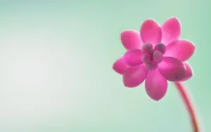 win8RTM高清桌面壁纸_8