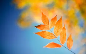 Windows 8最新精美桌面壁纸_2