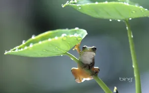 Bing日本风景主题壁纸_4