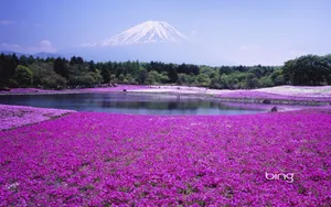 Bing日本风景主题壁纸_10