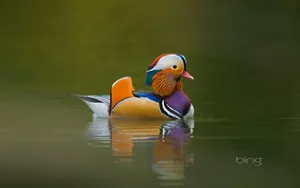 必应bing主题 第三辑_6