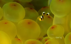 必应bing主题 第一辑