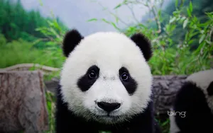必应bing主题 第一辑_15