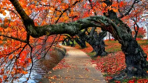 森林树木风景图片_6