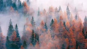 森林树木风景图片_9