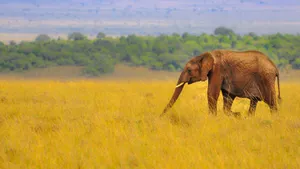 非洲AFRICA精美风光壁纸_6
