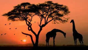 非洲AFRICA精美风光壁纸_7