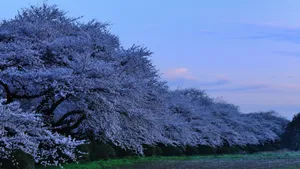 日本风景桌面壁纸_6