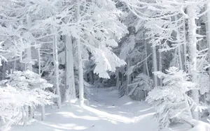 雪景图片大全大图_4