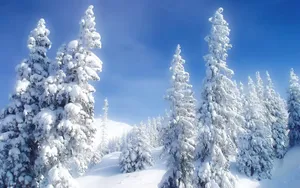 雪景图片大全大图_6