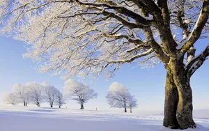 雪景图片大全大图_7
