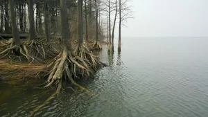 大树树根风景图片_9