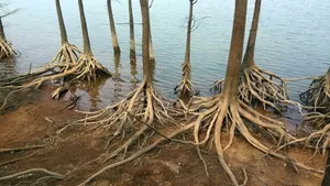 大树树根风景图片_10