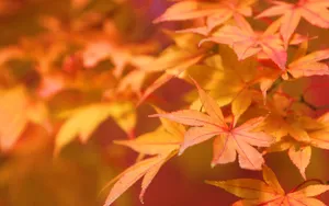 Windows7自带 第二辑_14