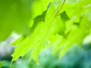 Vista绿色 第五辑_13