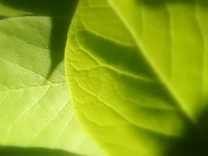 Vista绿色 第五辑_19