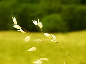 Vista绿色 第四辑
