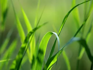 Vista绿色 第四辑_3