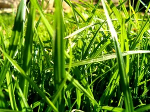 Vista绿色 第四辑_14