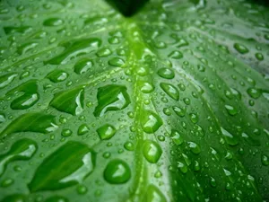 Vista绿色 第四辑_18