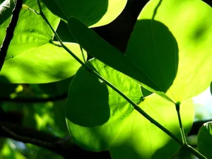 Vista绿色 第三辑_7
