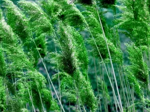 Vista绿色 第三辑_12
